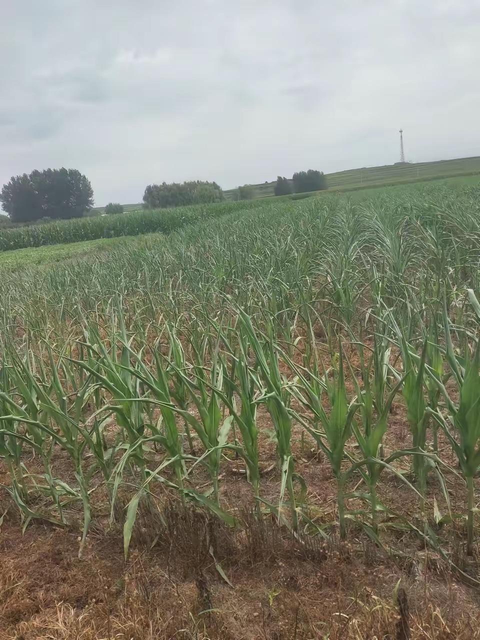 烟台的绝大部分区域旱情严重，
整整一个夏天基本无有效降雨。
主要还得靠天吃饭的广