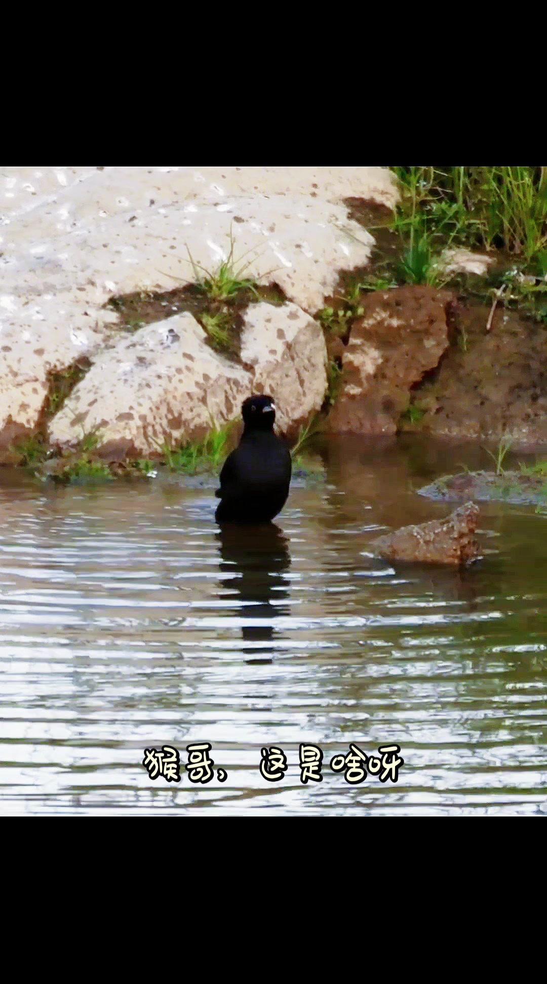 全身漆黑的灵动“黑毛小伙伴”！🦜第一次见这么爱干净的鸟！在水里用翅膀拍打水花洗