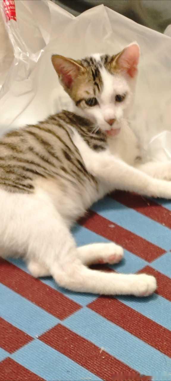 50619【丑猫】这是猫？ 