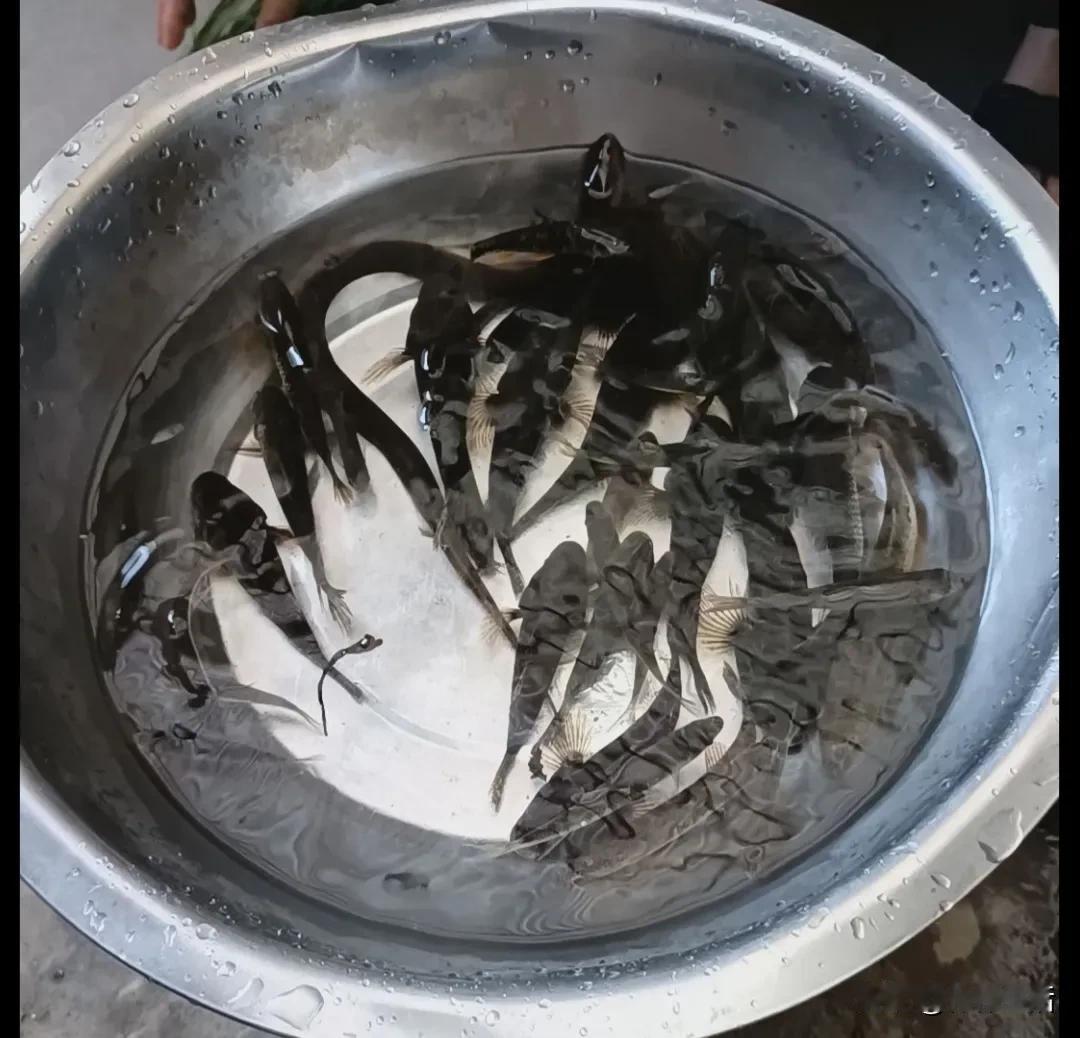 晚上在溪流河里下了两个地笼，捕到不少小鱼小虾，还有黄鳝。把它们一块儿煮了，味道特
