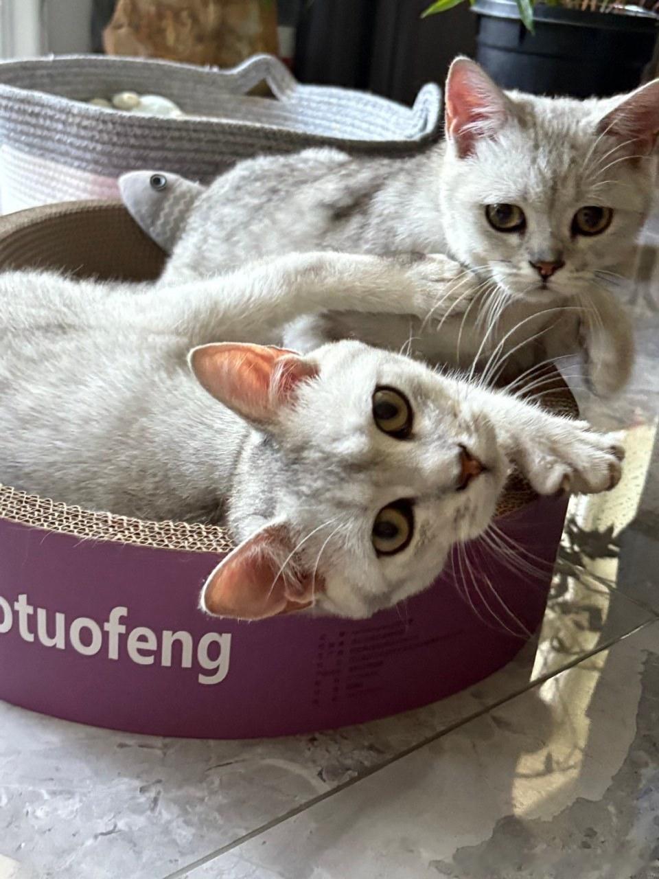 娱乐[超话]张泽禹征集猫咪名字张泽禹家庭新成员 张泽禹征集猫咪名字，好可爱的小猫