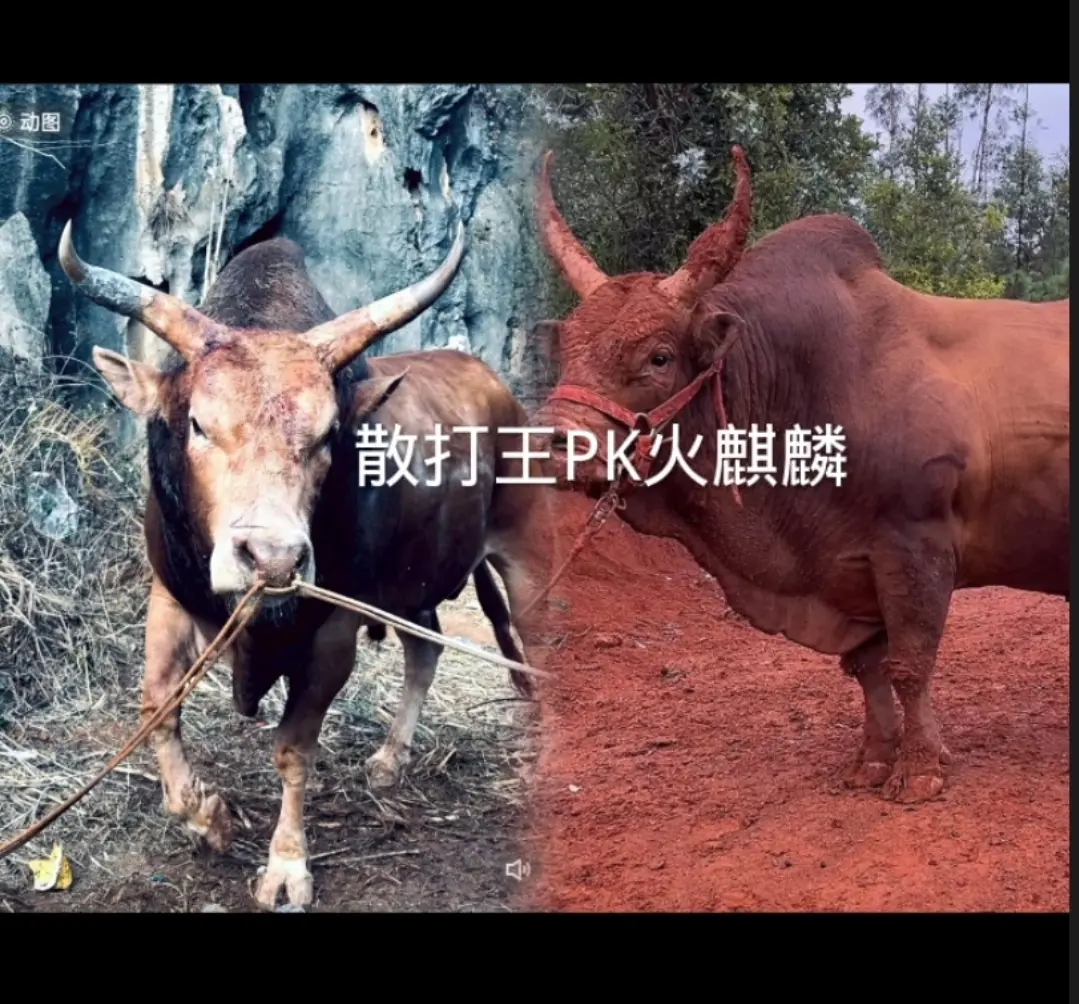 六一儿童节牛架