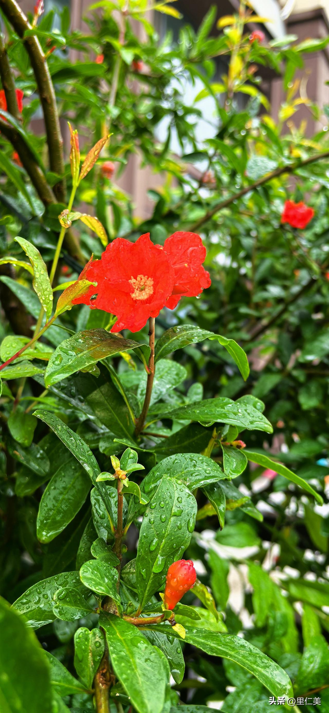 闲庭听雨记
 
连雨二日，淅沥缠绵，庭中尽沾湿气。园圃草木，得甘霖而舒荣，新叶嫩