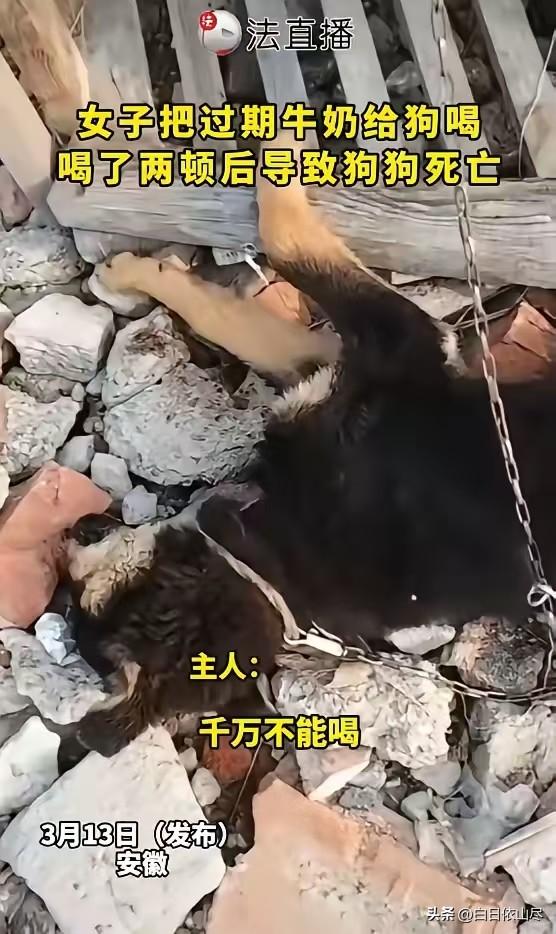 心真大！”近日，安徽，一女子看家里牛奶过期，扔了觉得浪费，便喂给了自家小狗喝，没
