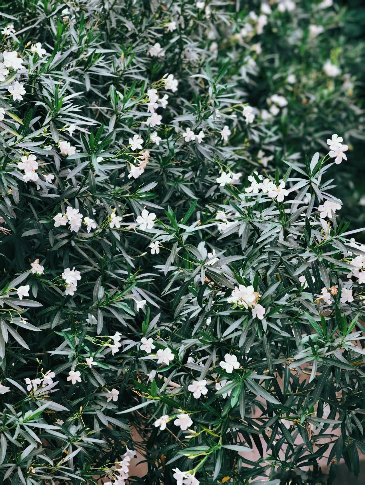 巴威台风到来的前日，趁着风雨还没到，照例去附近的公园跑步。周末的公园，往日应该满