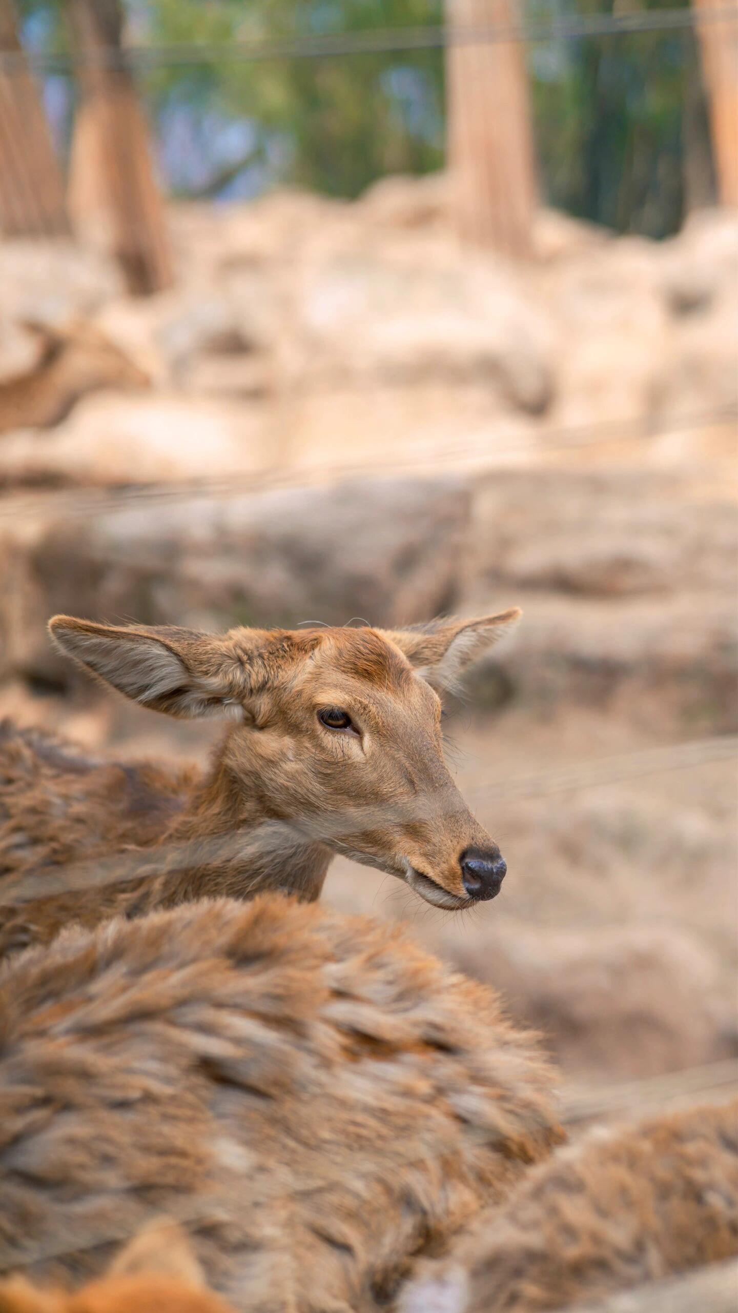 🦌宝子们！今天带你们认识森林里的“重量级选手”——水鹿！奇妙生物圈专业科普  