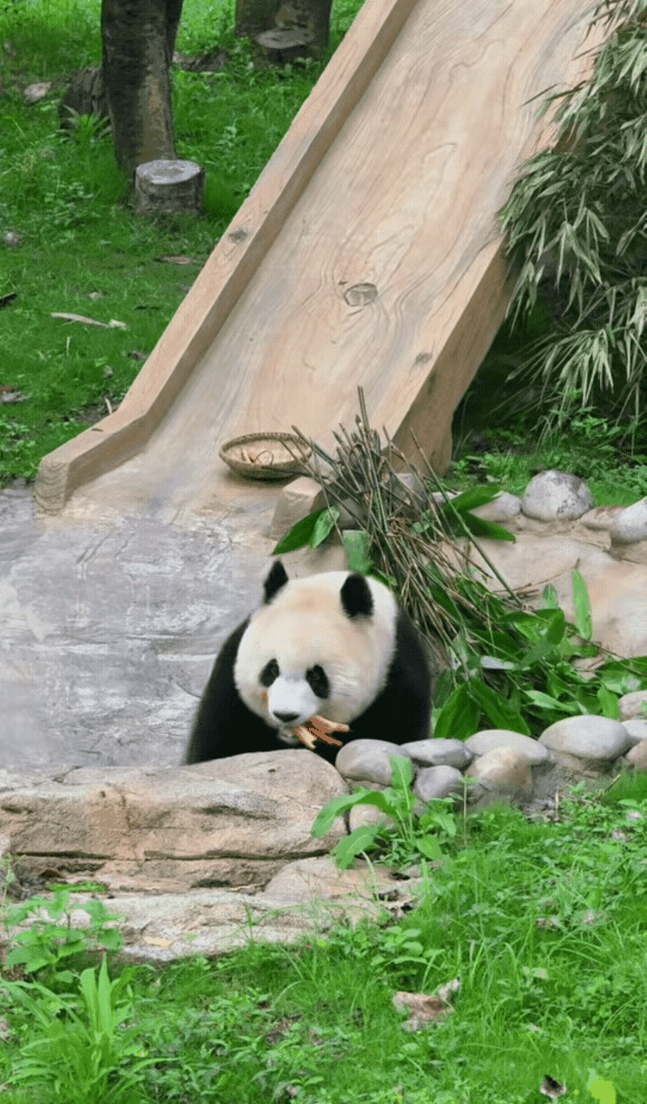 渝爱身上的煤气味是不是越来越重？她该不会煤气泄漏了吧？
渝爱的亲妈们，请睁大双眼