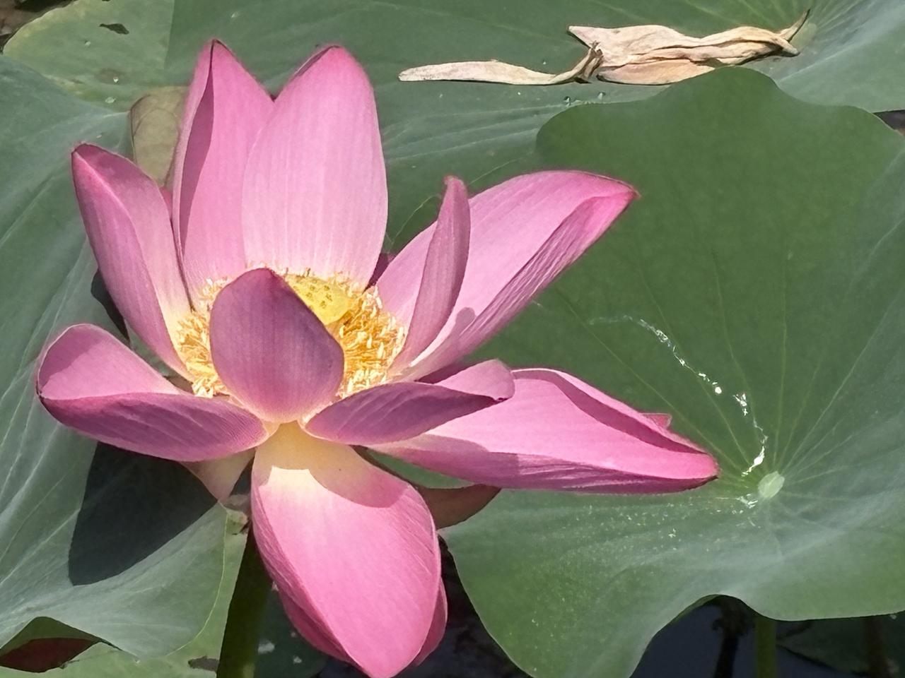 映日荷花