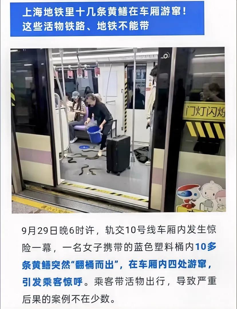 上海地铁10号线，黄鳝集体“越狱”[笑哭][尬笑]
