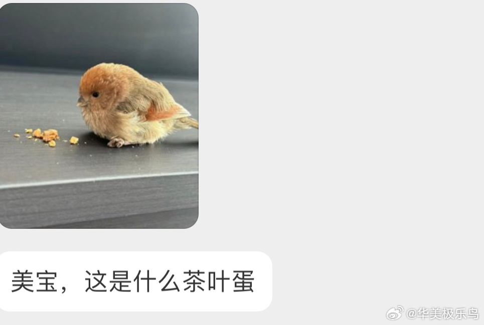 圆圆的【棕头鸦雀】让它暖和一下就可以放飞了 ​​​