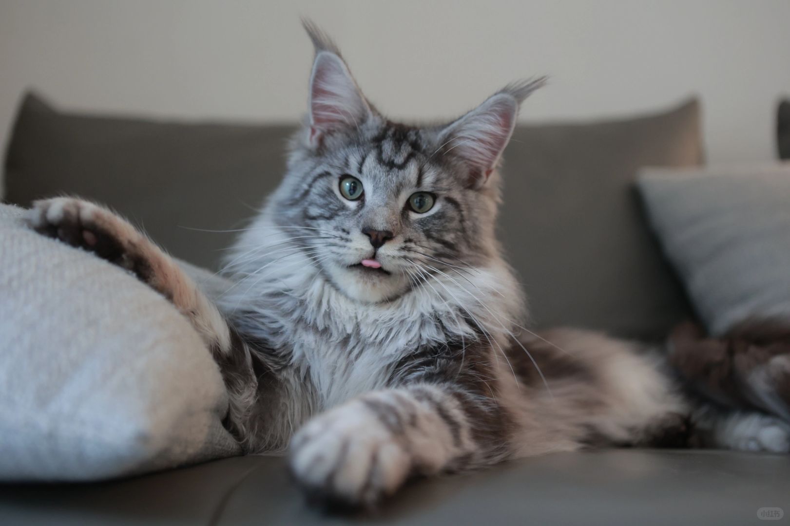 缅因｜银虎斑缅因弟弟 蹲新家