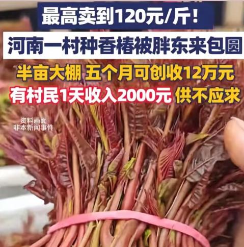 真是“种”出了好运气！河南一村干部听战友说1斤香椿在上海能卖七八十元。这位村干部