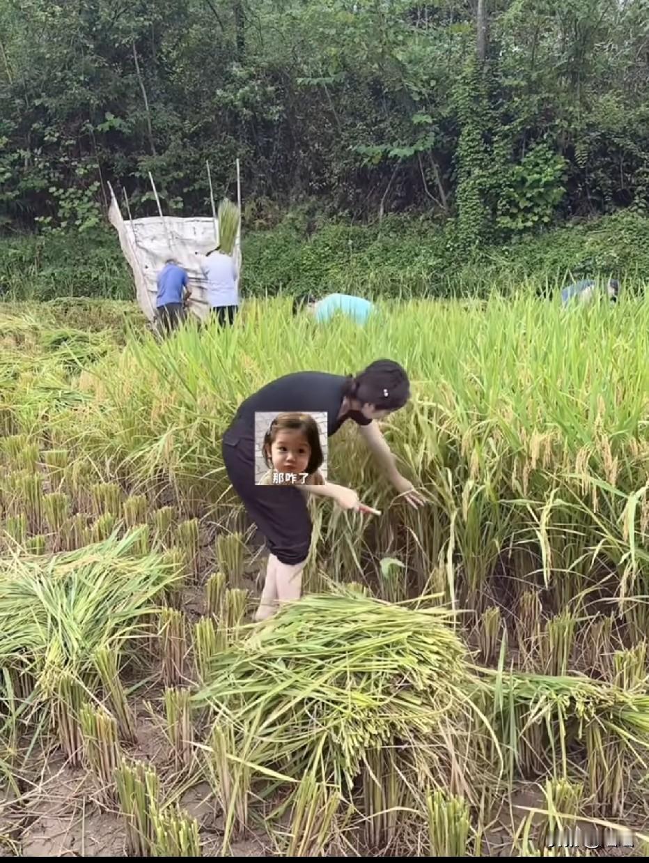 去年割完，就叫我走。