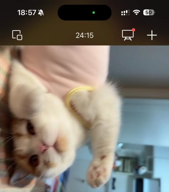 超会的视频撒娇小猫