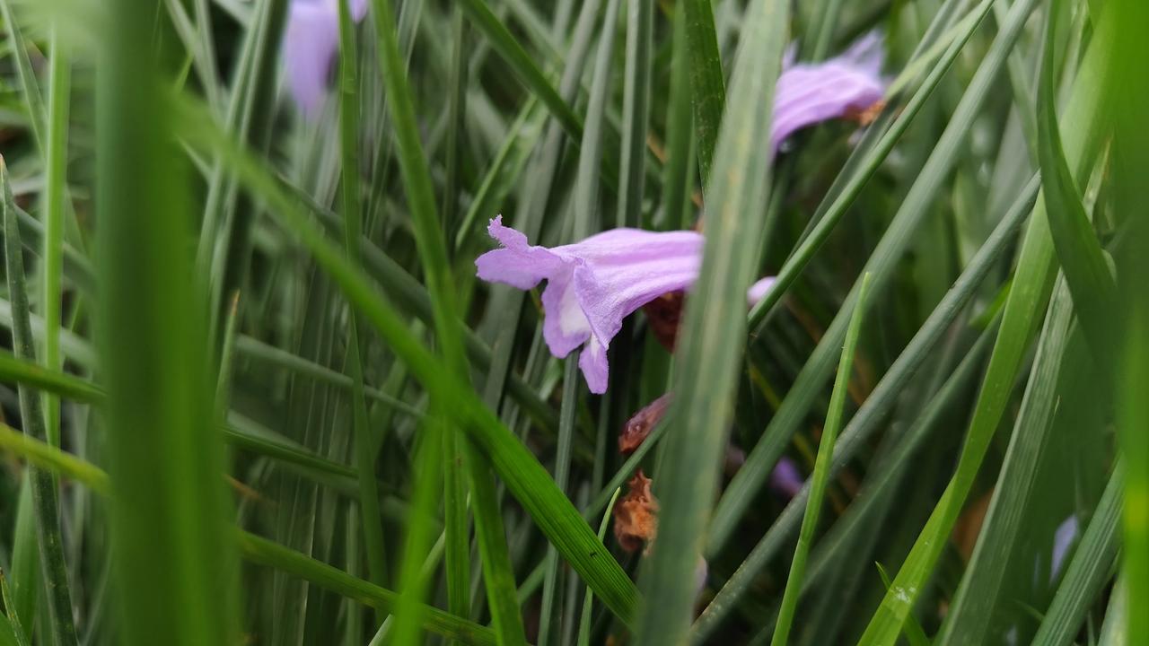 记录我的2026今日随手拍花花分享你随手拍下的风景