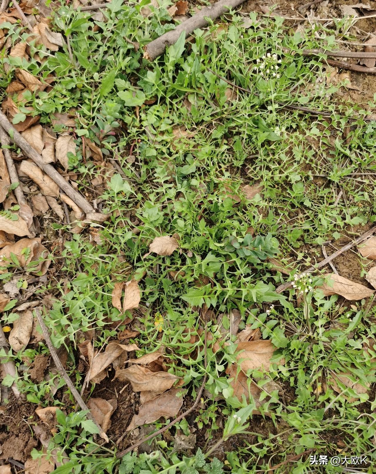 不认识荠菜的可以过来看看！
又是一年挖荠荠菜的时候，
挖野菜真的挺上瘾的。
吃不
