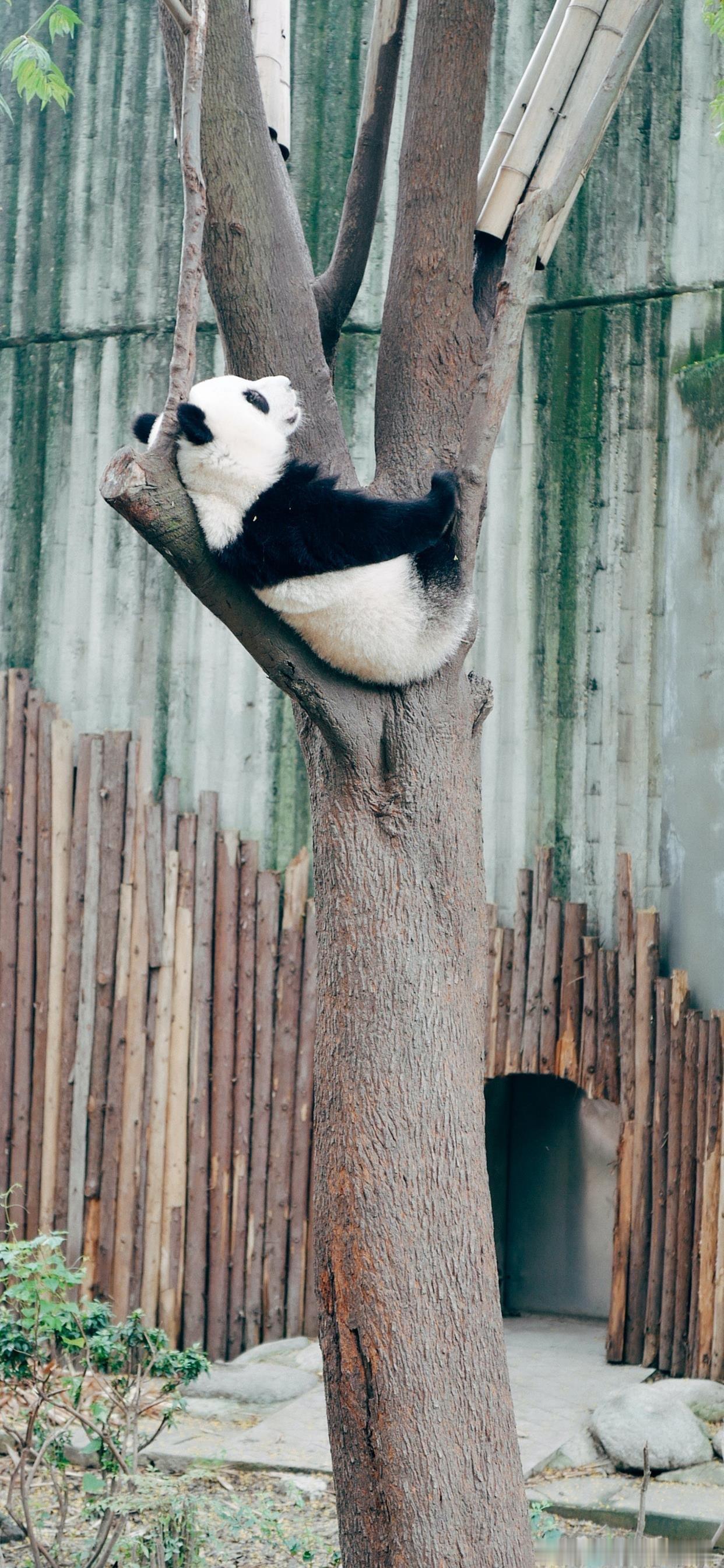 一组可爱的熊猫壁纸🐼 