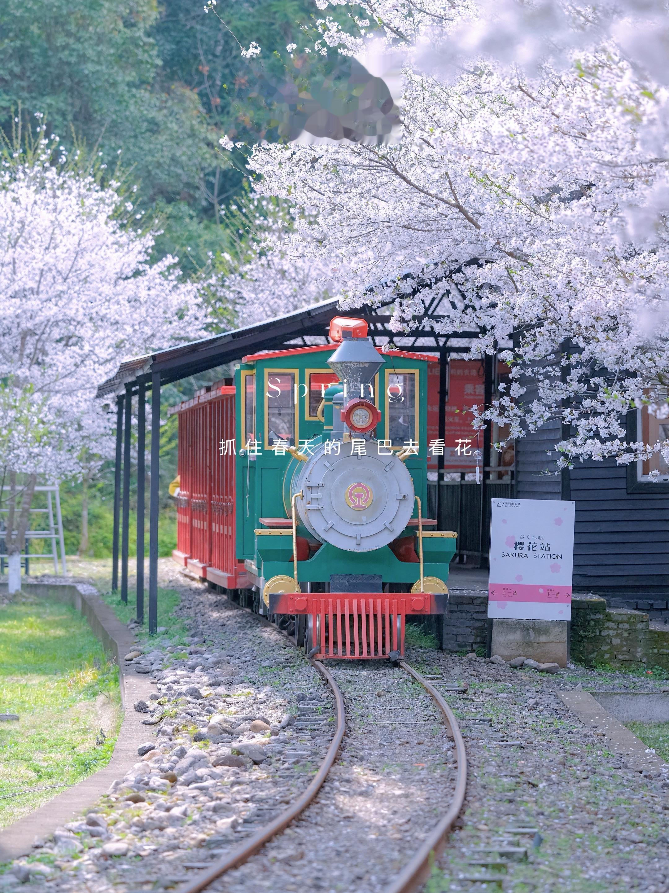 3月必冲！天台朱莉农场樱花正盛！花期：3月下旬—4月中旬（目前正盛，4...