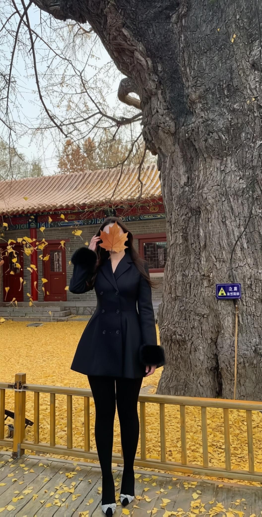 女生丝袜的寿命跟什么有关秋日厚黑的温柔，如这银杏叶般温柔。