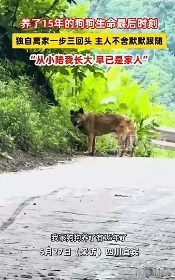 万物皆有灵！四川15岁老狗预知大限，含泪离家告别，看哭无数网友
 
世间最动人的