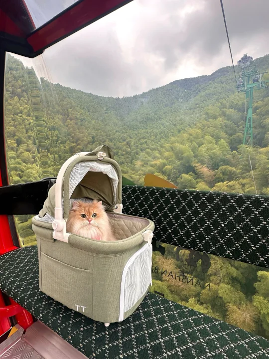 猫猫我啊 在山顶被围观了捏！
