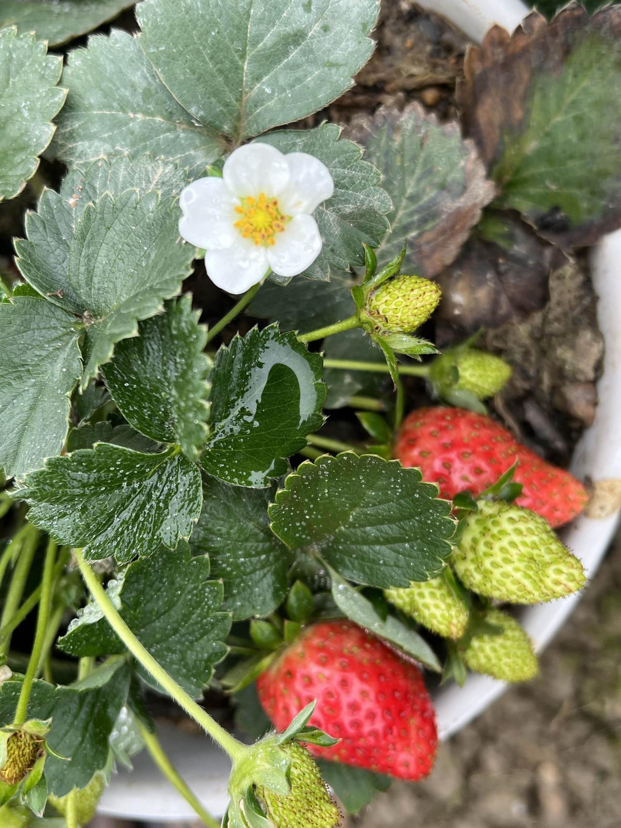 给大家分享我随手拍的花。那天路过菜地，一丛草莓花闯入视线。它们没有精心照料，却肆