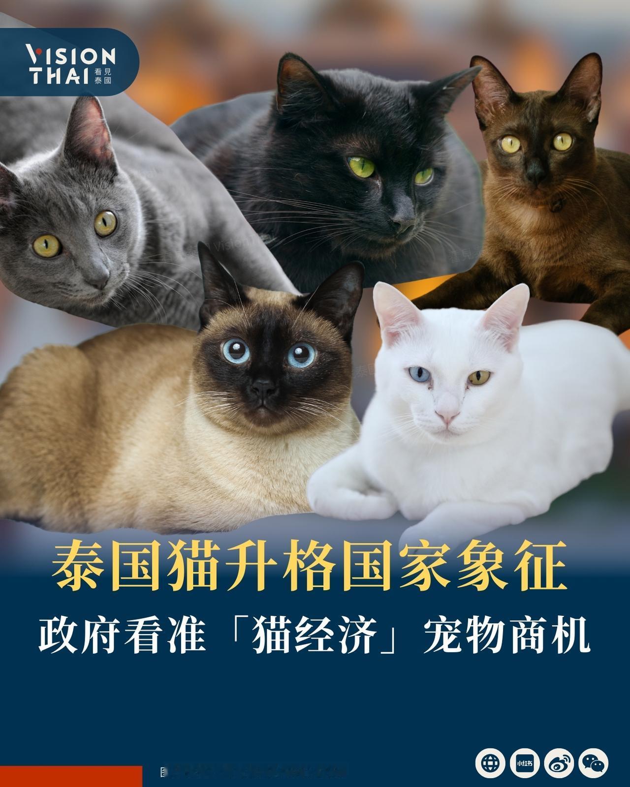 【泰国猫升格国家象征 政府看准「猫经济」宠物商机】
泰国内阁近日通过决议，将「泰