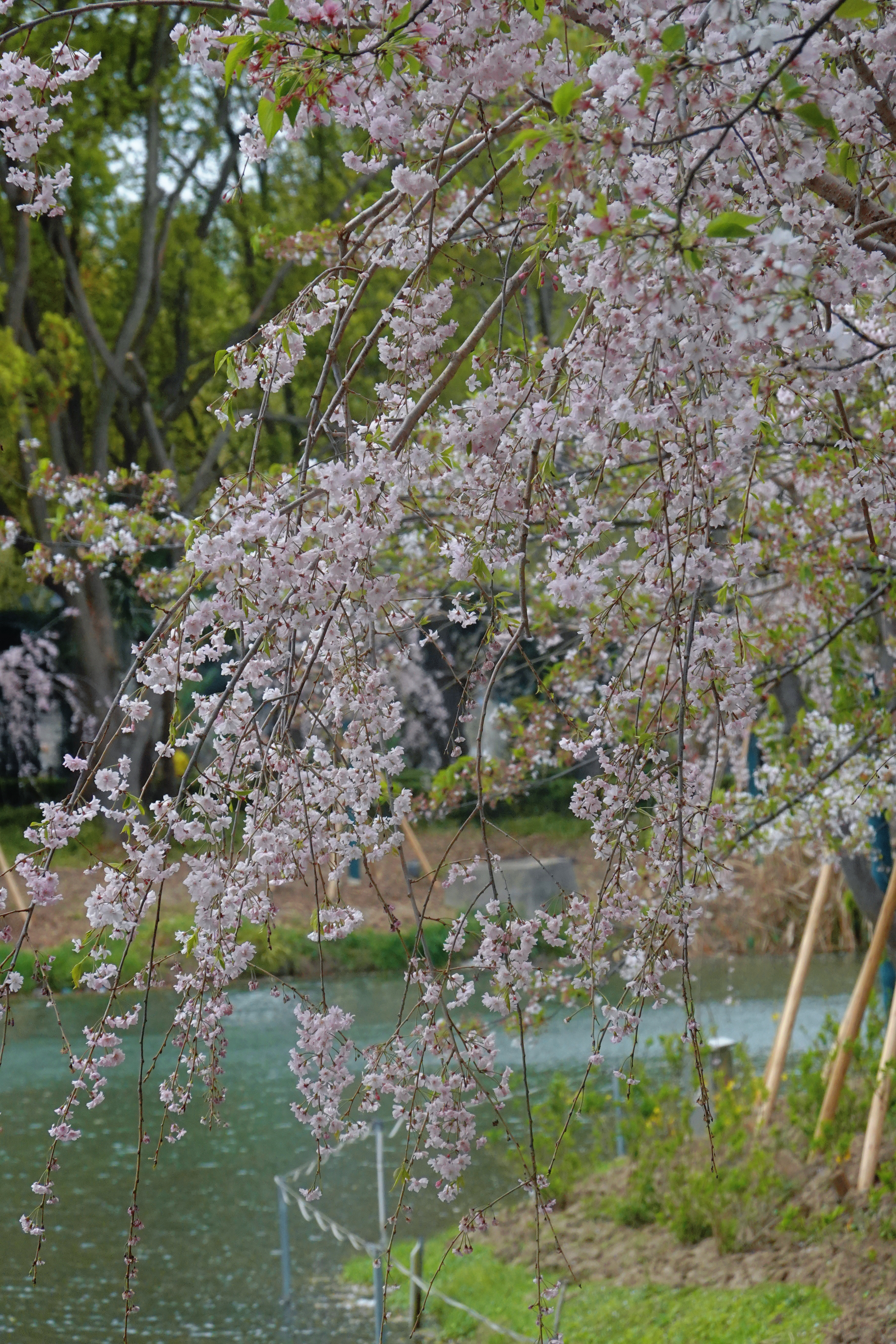 现在柒井吉野差不多都落了前几天看到的垂枝也蛮好看的 