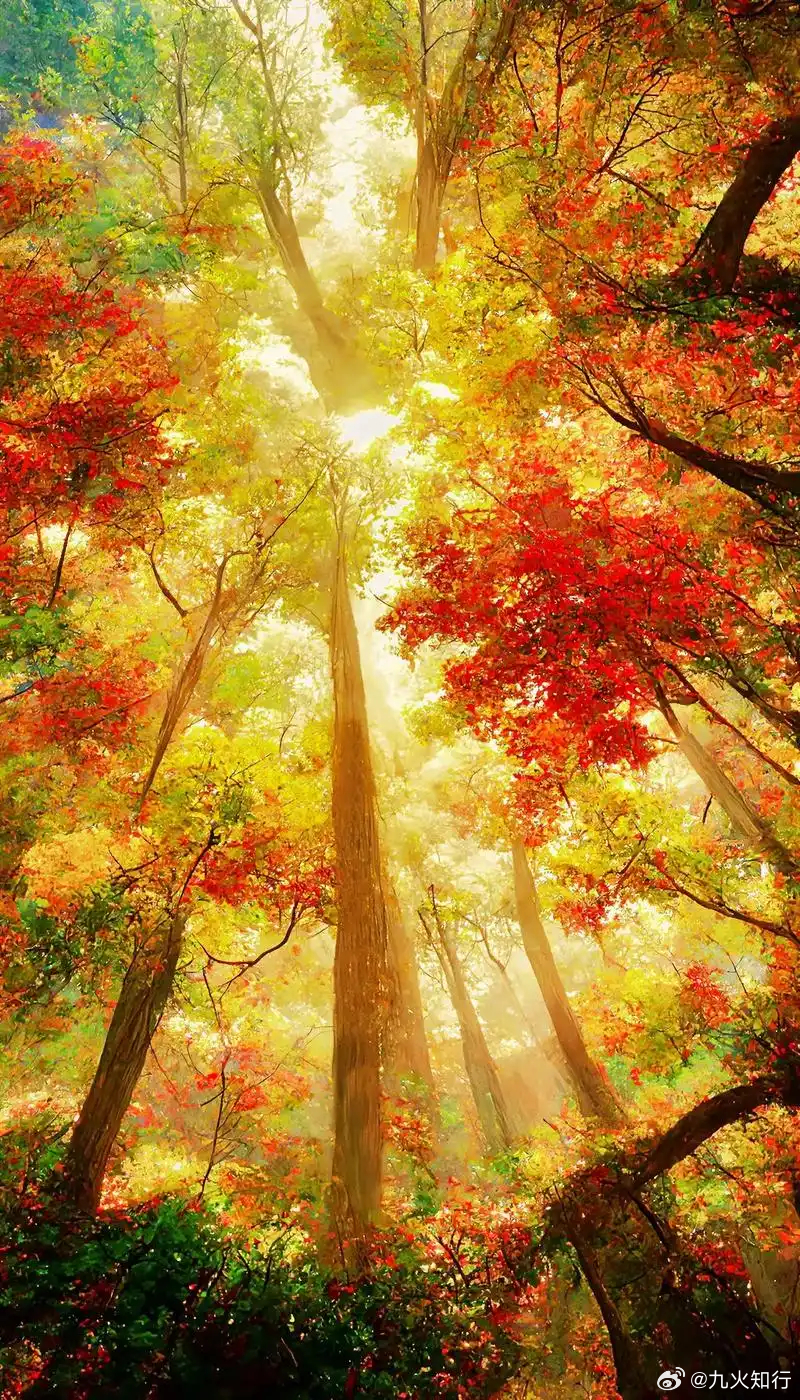 大家早！今年已到深秋，跨年行情渐渐浮出水面！历史往往会重演！这也是生肖股最近几年