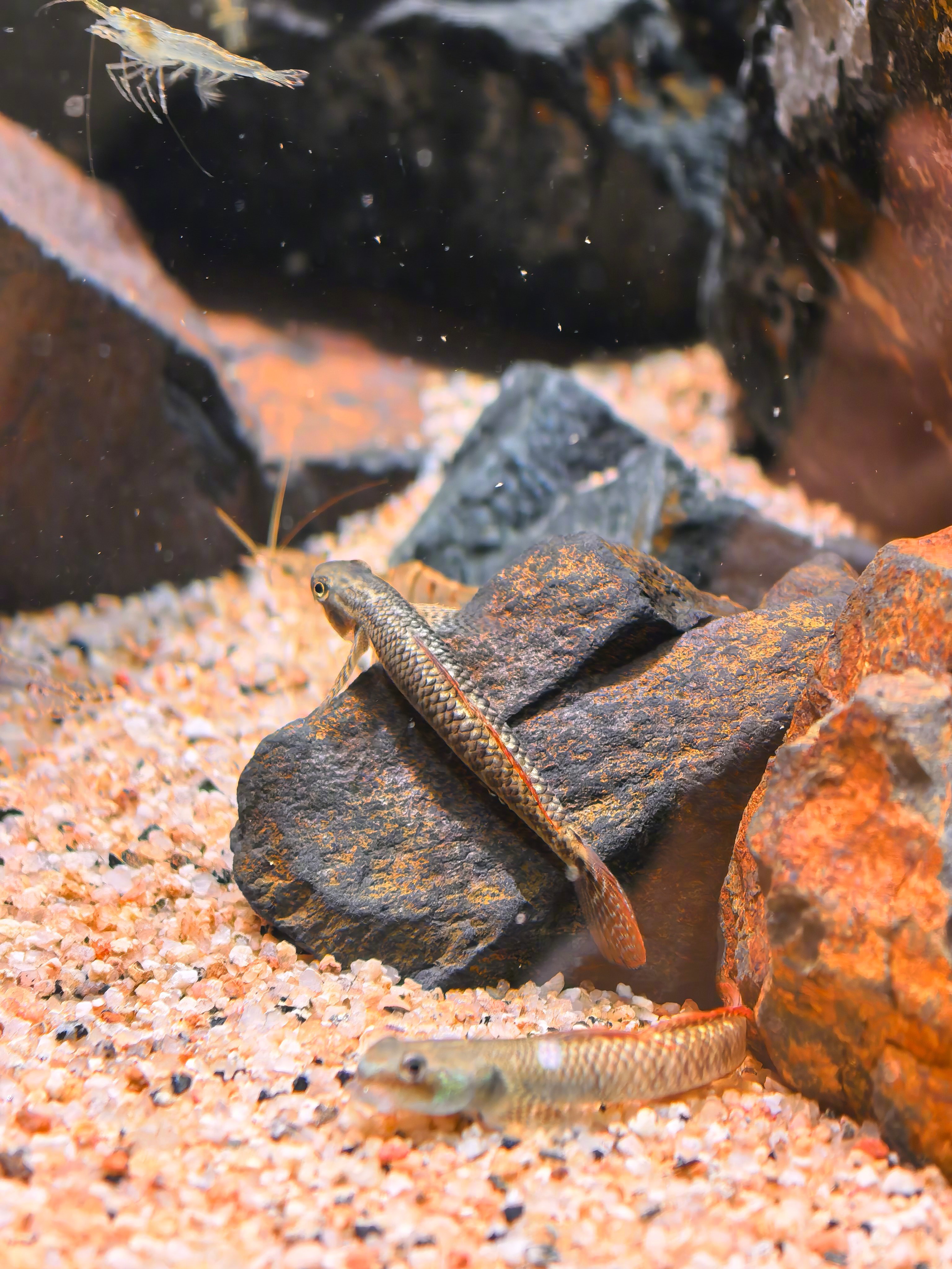 给家里溪流缸里各种生物吃丰年虾幼虫，冷藏来的，回家放冰箱里冷冻，每次吃之前15分