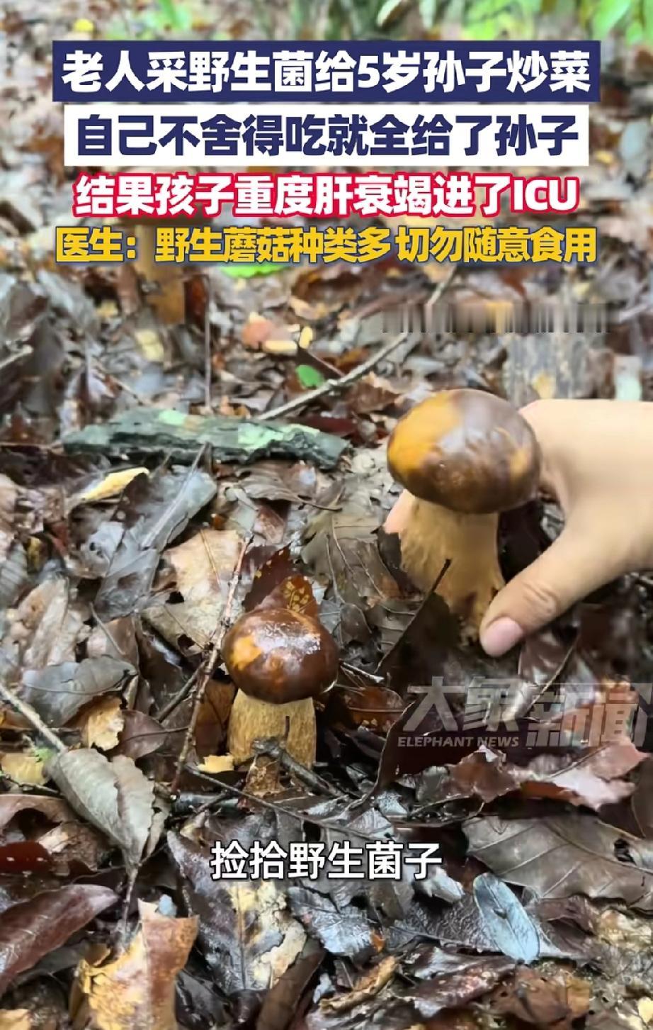 这得愧疚死！河南郑州，5岁男孩放假回乡下老家，爷爷奶奶满心欢喜带他采野蘑菇，凭经