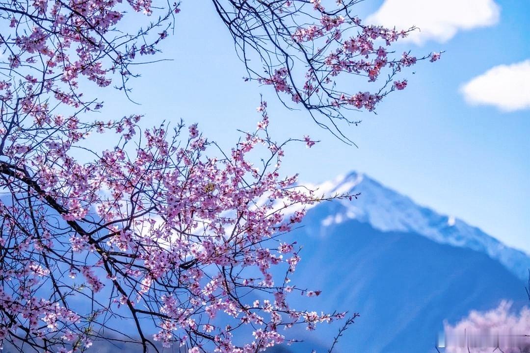 早安[超话]周四，早安！保持对生活的热爱❤就像春日里绽放的花朵🌸，热烈而美好！