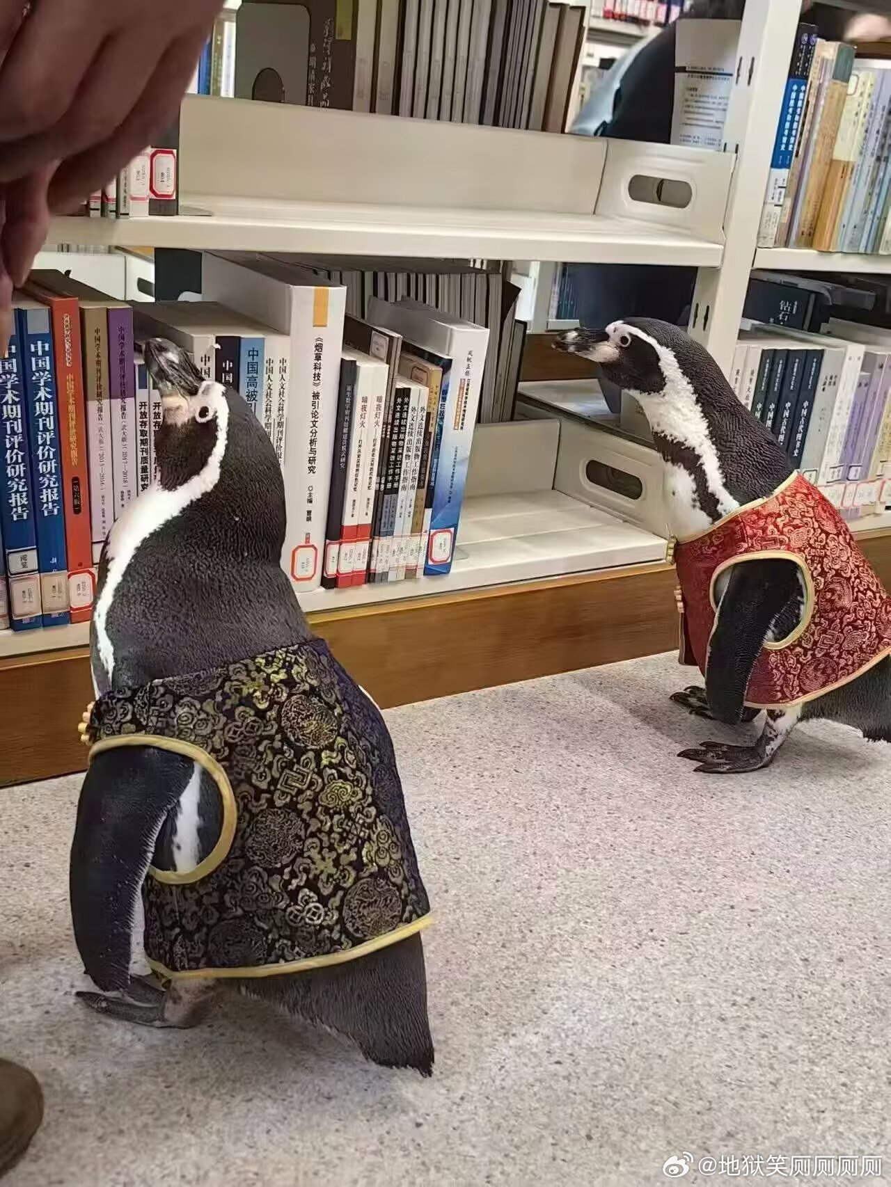 1498一百年内没人懂学校图书馆里为什么有企鹅 