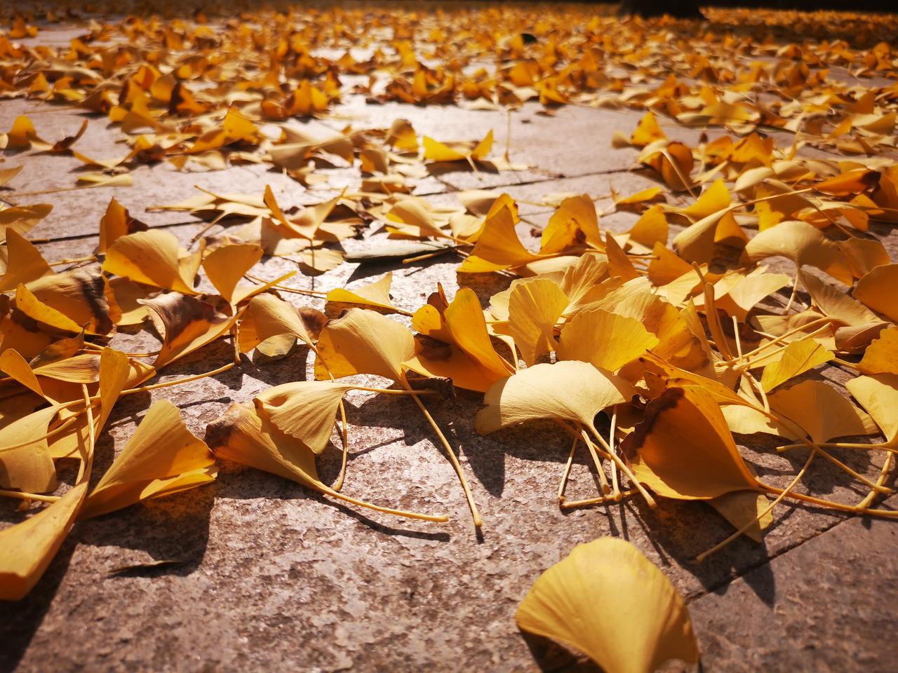 战争，并不只限于战争行为。事实上，只要战斗意愿明白可知，这段时间都可算作战争。