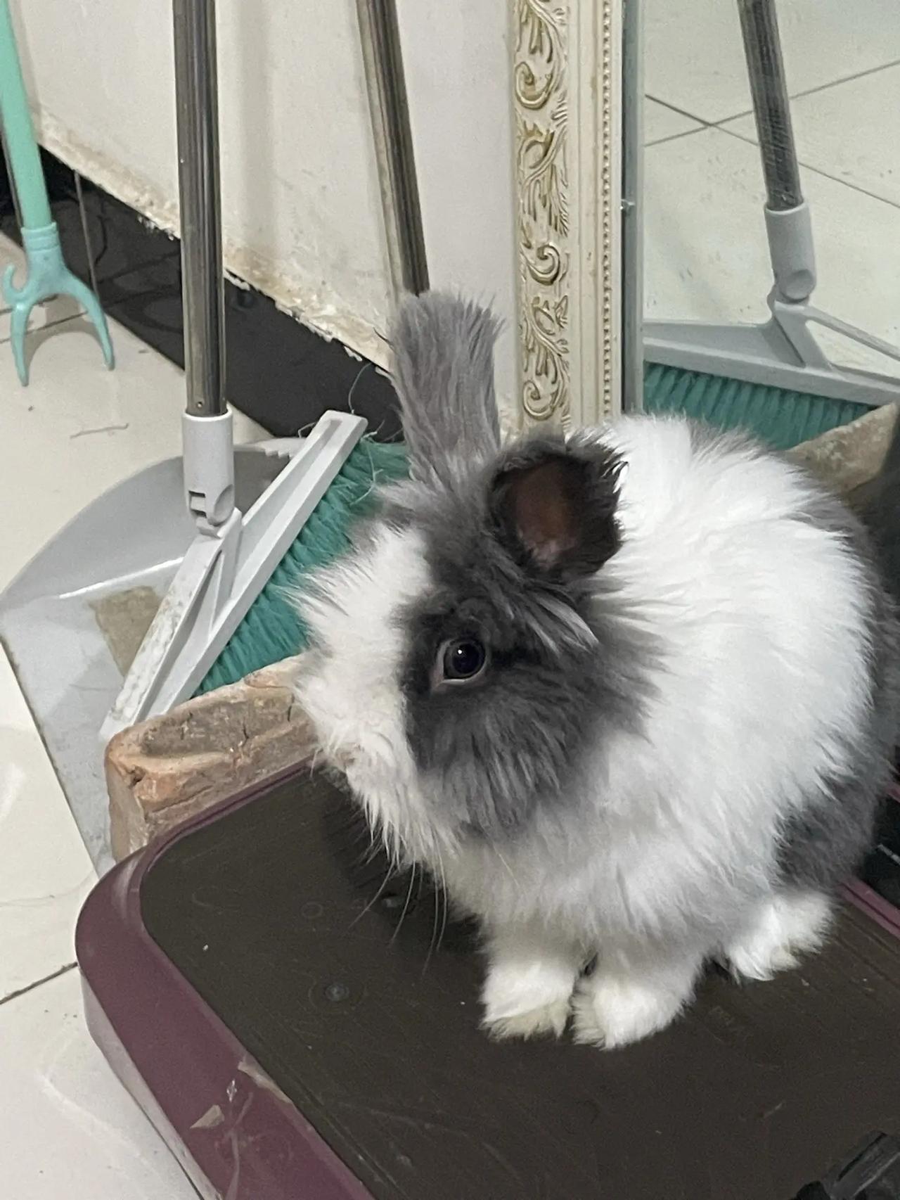 世界上最爱我的是它 世界上不能没有兔兔 好爱好爱它