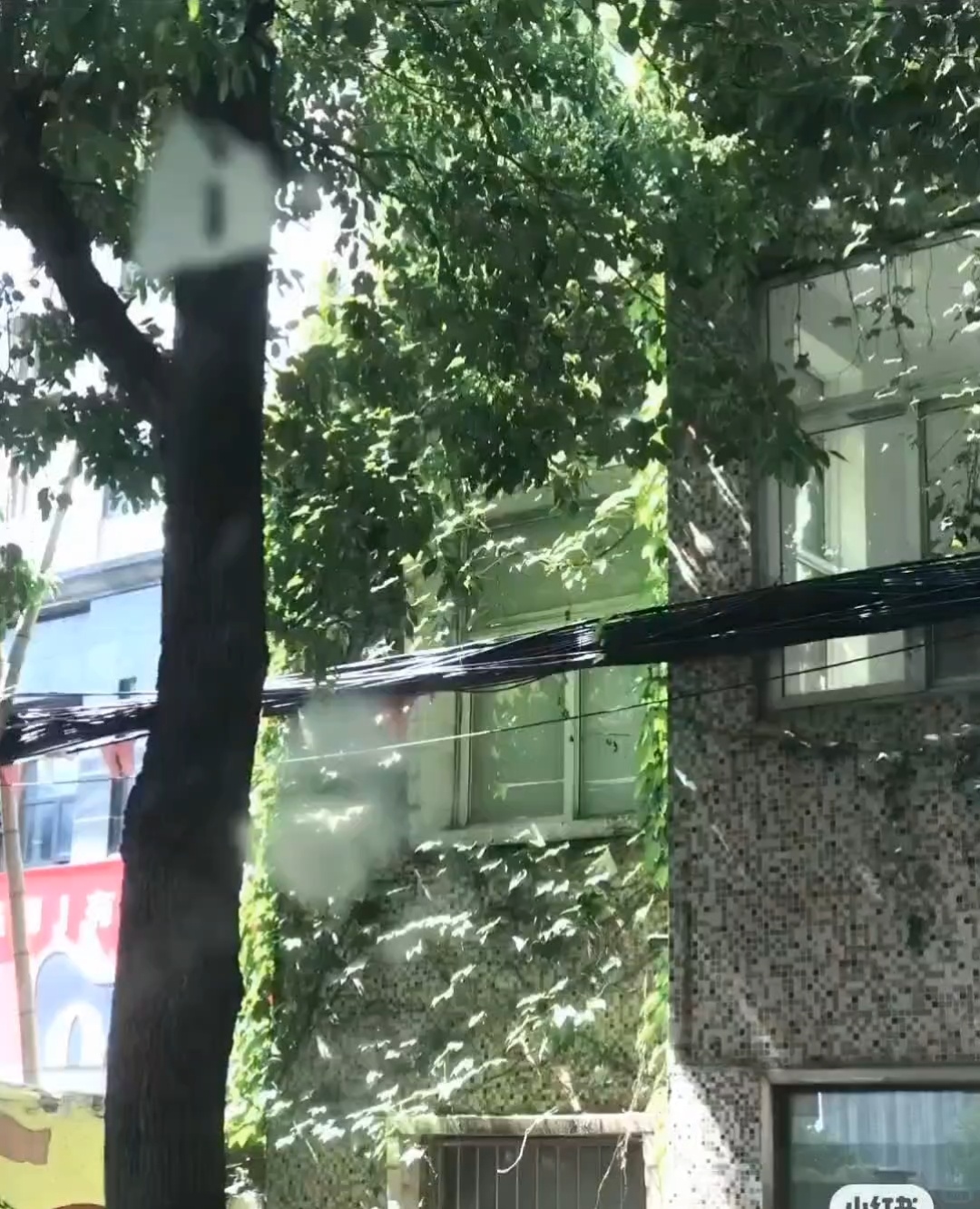 剪辑素材｜原声实况分享｜治愈绿色系｜春天｜森林｜树叶｜live图素材ins风｜忧