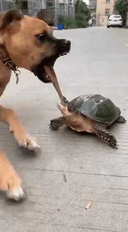 这狗子真是一点也不冤啊！无缘无故的挑衅自己惹不起的角色，这下知道厉害了吧！