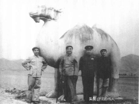 1952年5月11日，李富春和朱德、聂荣臻、杨尚昆在明十三陵神道大型石像前合影。