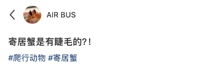 寄居蟹居然是有睫毛的😧 