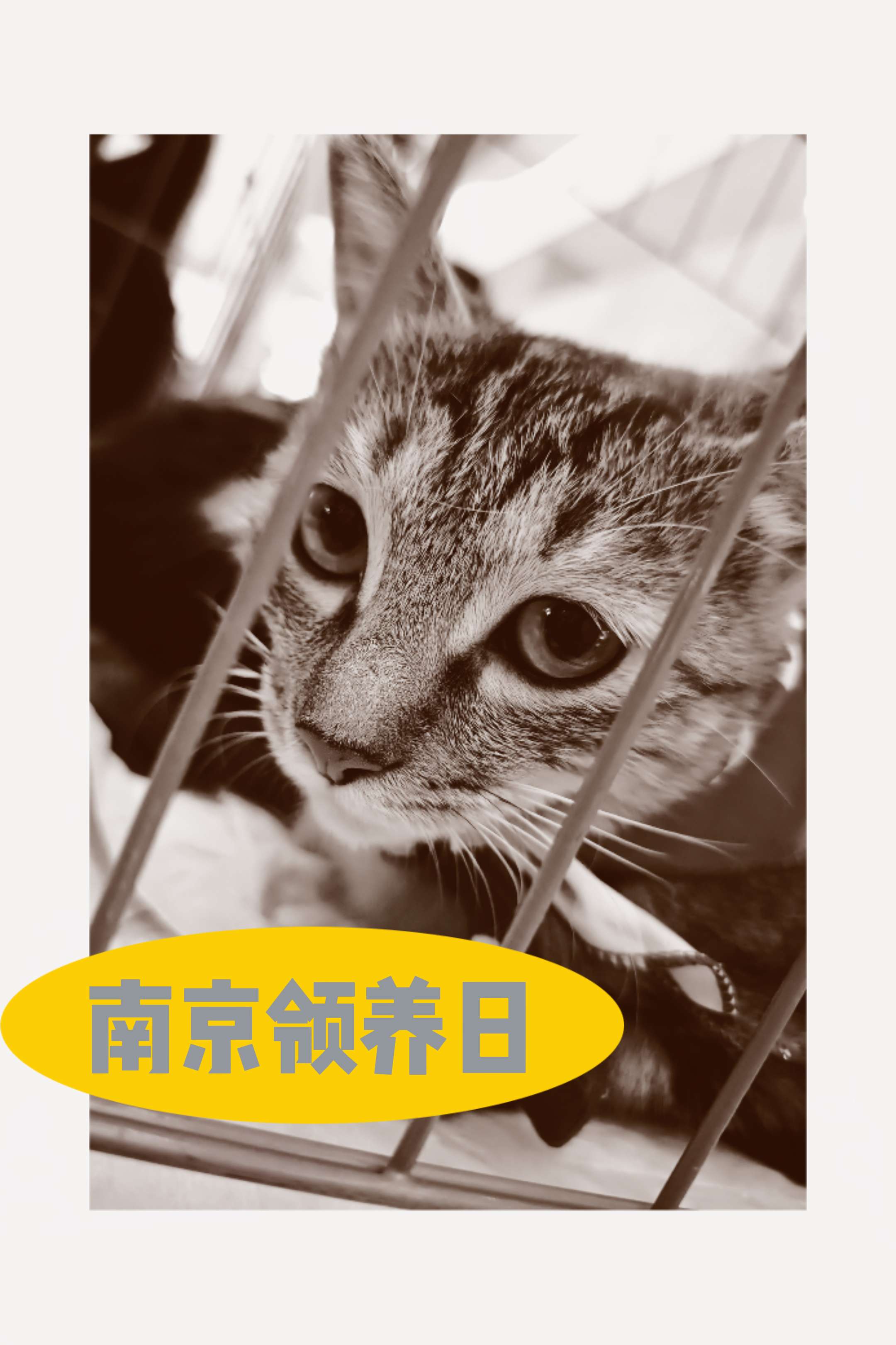 我在南京，助力流浪动物领养。 很感谢海信璀璨，让我有机会认识了那么多南...