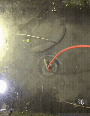 这是我从菜市场花200块买回来的，培训了一个月才拍出这效果，这回答大家满意不![
