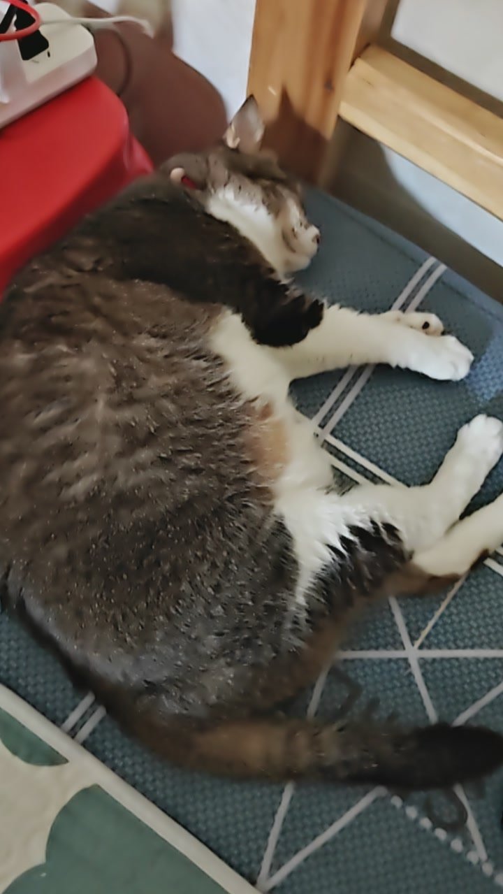 我家这个宝贝🐱三天假都是这样子，比他主人还懒 