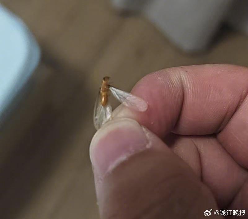 【#在家发现这种虫请打电话#】6月14日，家住杭州拱墅区一小区的陈女士爆料称，当