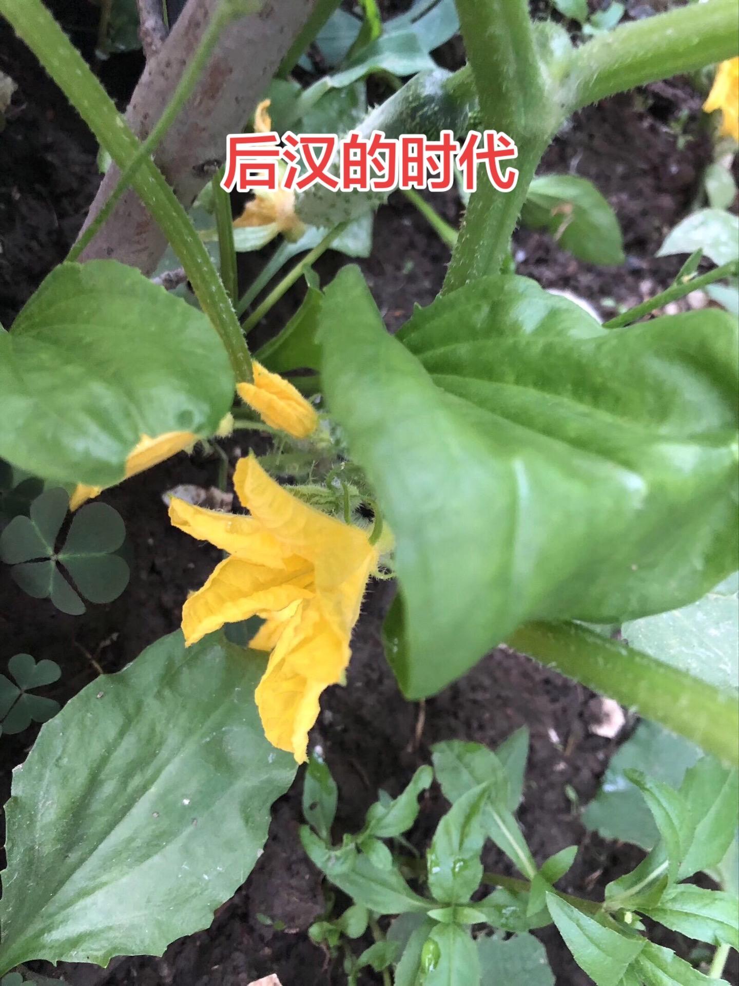 后汉应运而生 在五代的各个朝代中，后汉开国皇帝刘知远应该是取天下最容易...