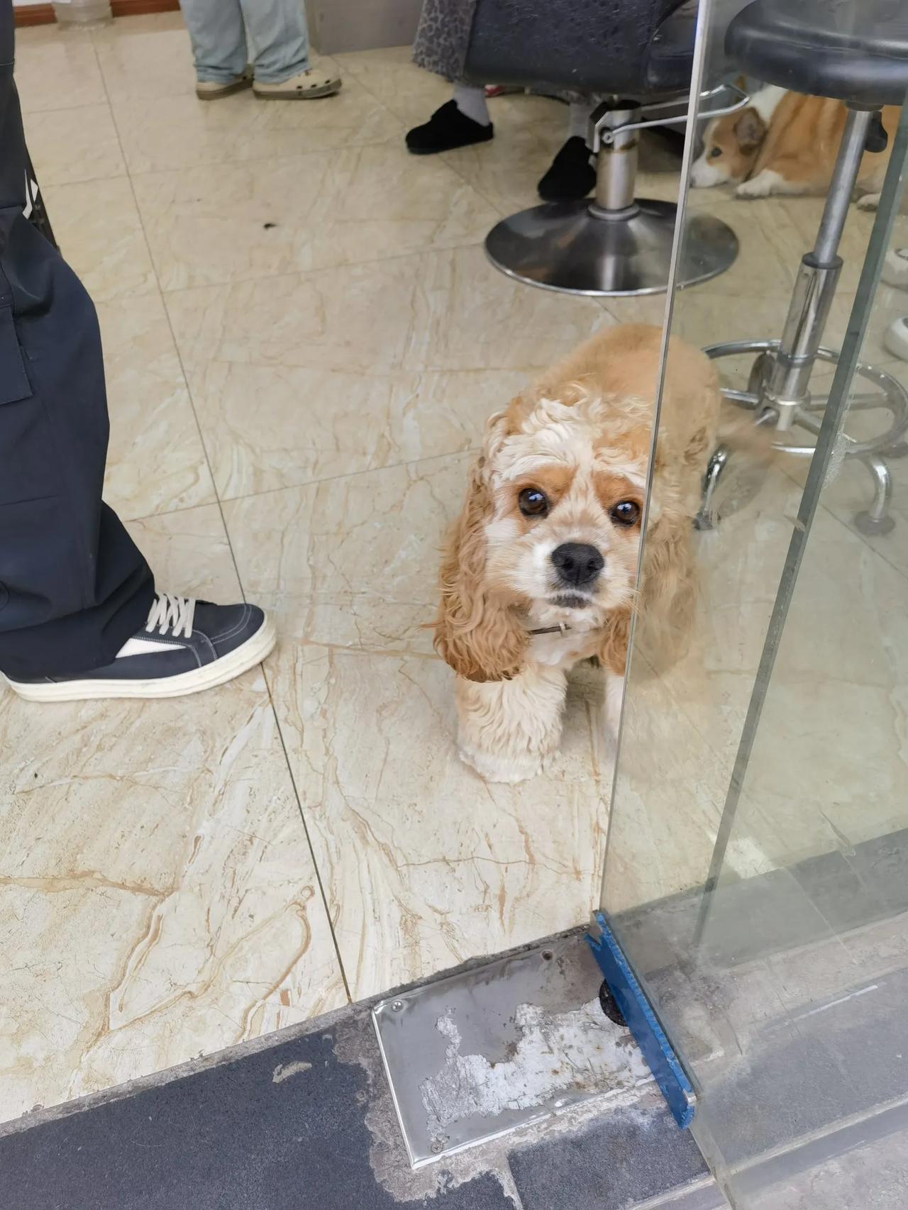 什么品种的狗。