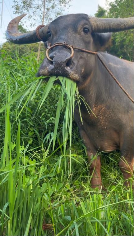 为什么牛只吃草就能长一身肌肉？

其实牛能靠吃草长肌肉，靠的不是“天赋异禀”，而