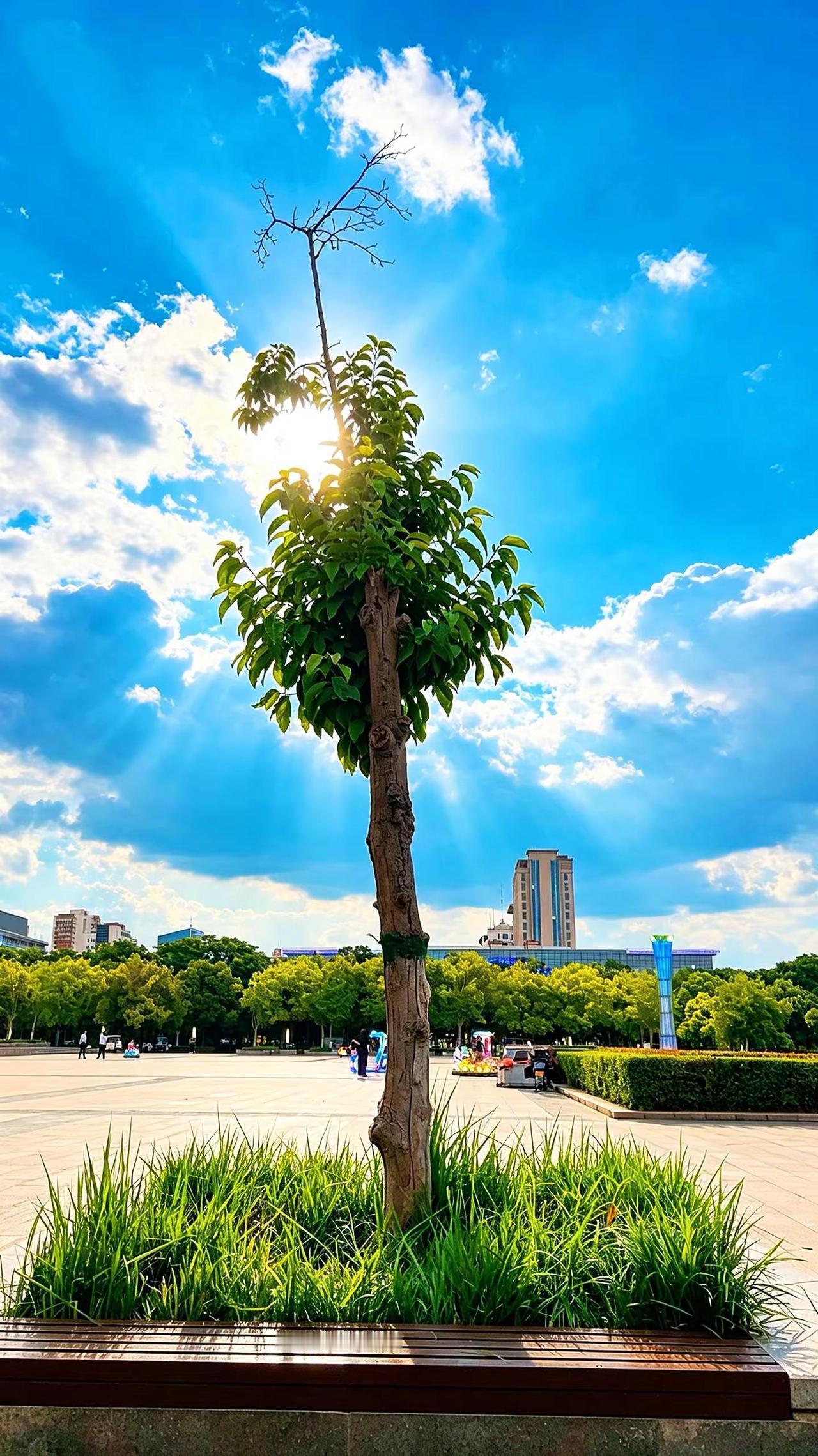 广场上的一棵树。玩法合伙人计划 独白玩法训练营
