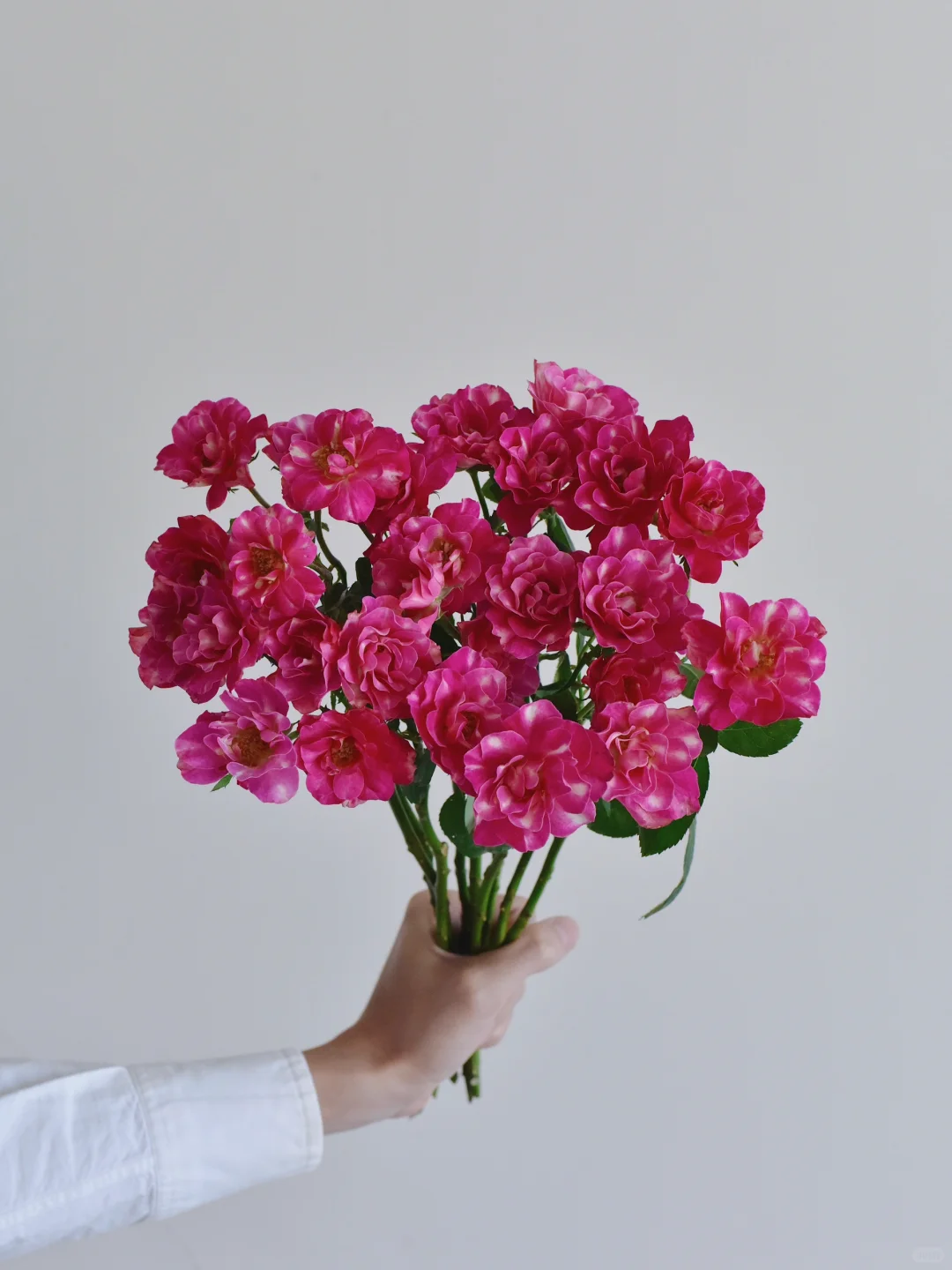 玫瑰·午夜巴塞罗那