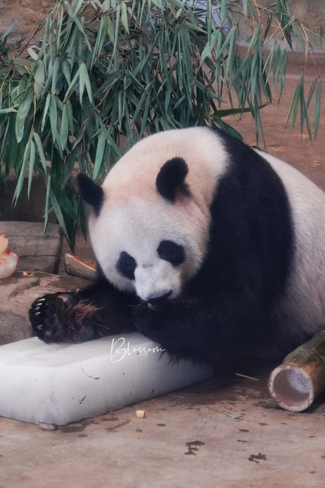 240804 蜀祥，啃南瓜会手动去籽的神奇男熊