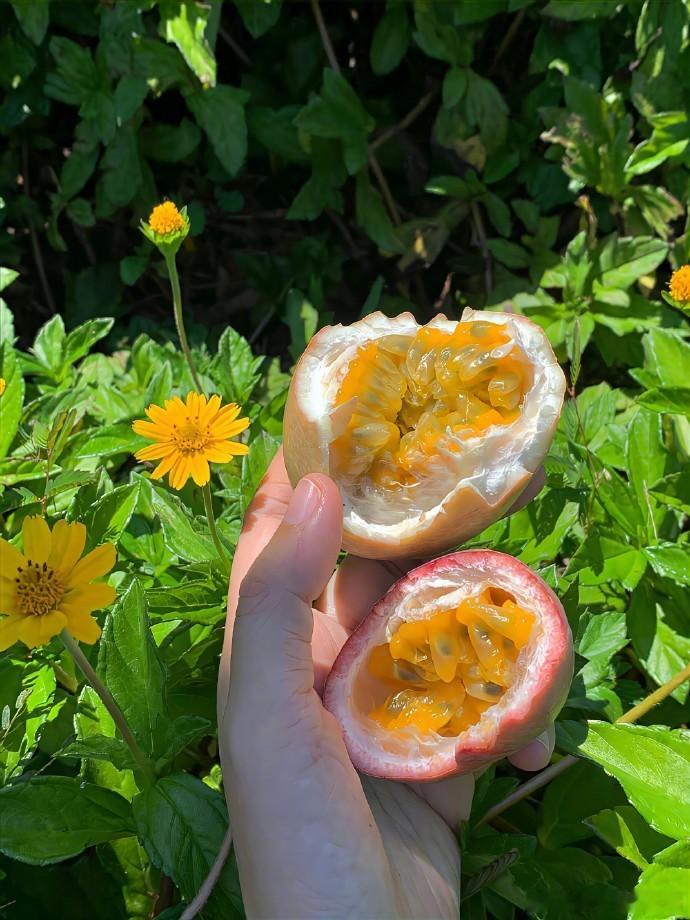 “夏天流淌在裹在嘴里爆裂的果浆里。”  
